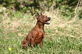 PINSCHER NAIN 110